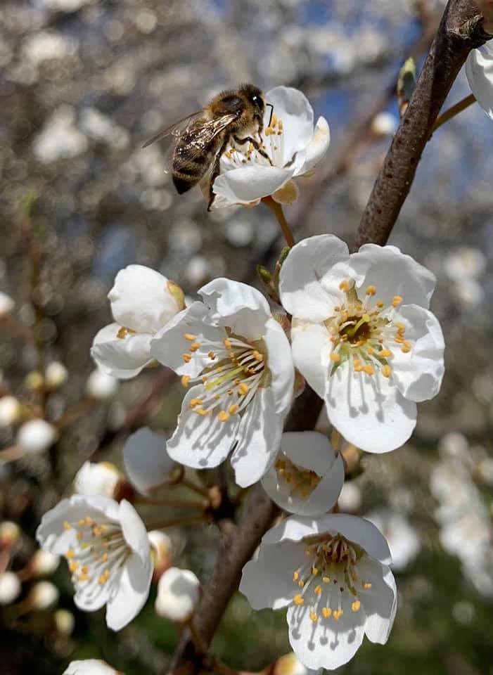 Les Miels de Franche-Comté