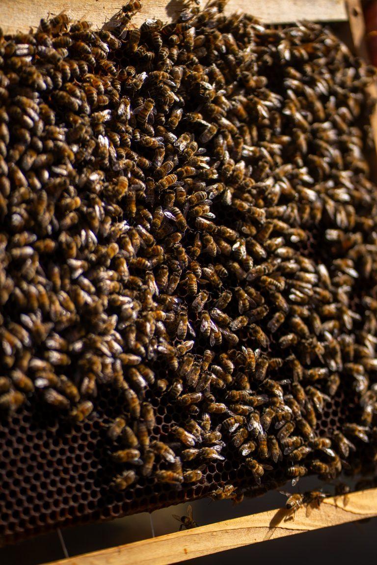 Miels de Franche-Comté sur la Route des Savoir-Faire 2026 - Photo SIMON DAVAL / PERIPLES ET CIE