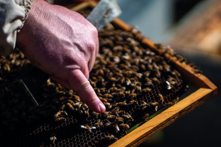 Miels de Franche-Comté sur la Route des Savoir-Faire 2026 - Photo SIMON DAVAL / PERIPLES ET CIE