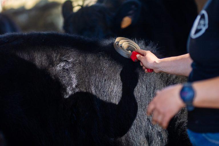 Les Angus du Chaufour, sur la Route des Savoir Faire 2026 - Photo SIMON DAVAL / PERIPLES ET CIE