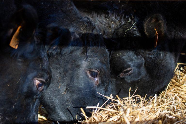 Les Angus du Chaufour, sur la Route des Savoir Faire 2026 - Photo SIMON DAVAL / PERIPLES ET CIE