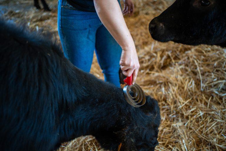 Les Angus du Chaufour, sur la Route des Savoir Faire 2026 - Photo SIMON DAVAL / PERIPLES ET CIE