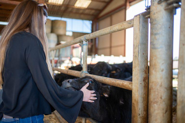 Les Angus du Chaufour, sur la Route des Savoir Faire 2026 - Photo SIMON DAVAL / PERIPLES ET CIE