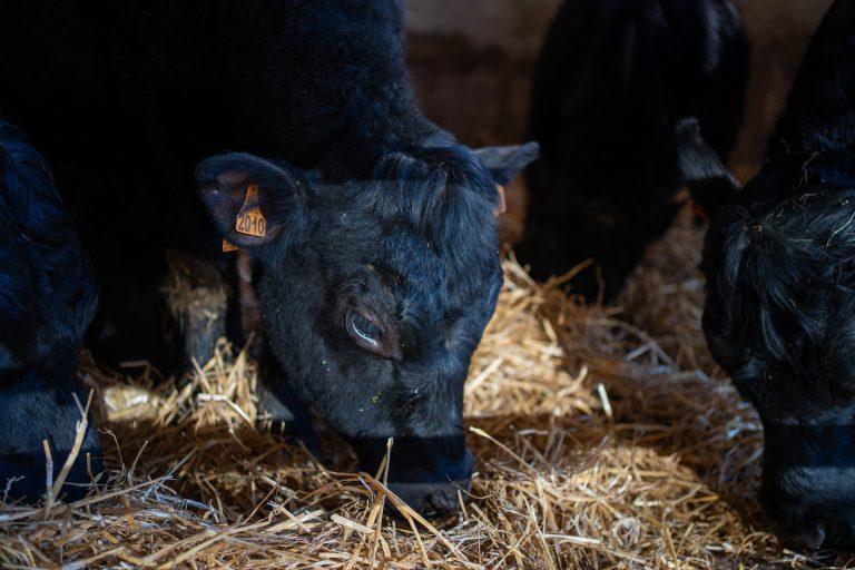 Les Angus du Chaufour, sur la Route des Savoir Faire 2026 - Photo SIMON DAVAL / PERIPLES ET CIE