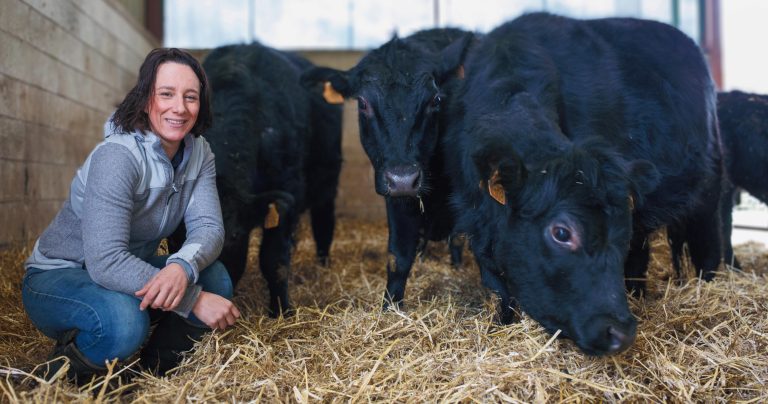 Les Angus du Chaufour